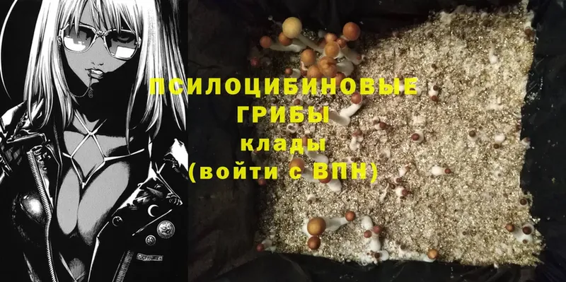 Галлюциногенные грибы MAGIC MUSHROOMS  закладки  Чита 